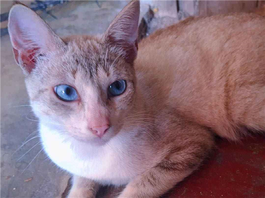 Gato para adoção Macho Médio 7 a 11 meses