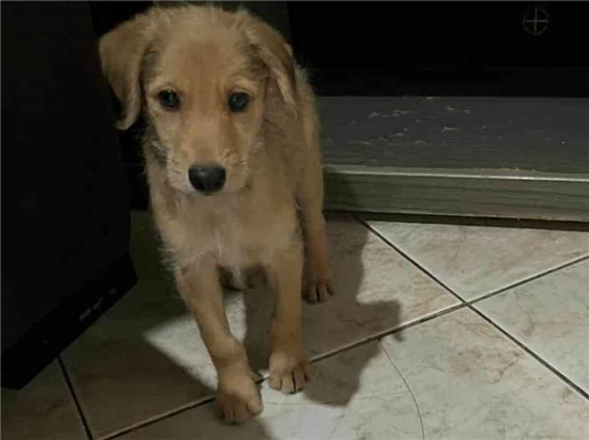 Cachorro cão para adoção Macho Pequeno 2 a 6 meses 