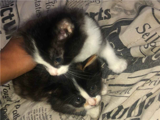 Gato para adoção Ambos Pequeno 2 a 6 meses