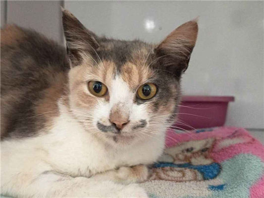 Gato para adoção Fêmea Pequeno 3 anos