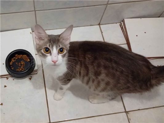 Gato - Fêmea Médio7 a 11 meses