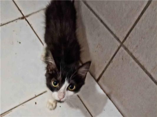 Gato para adoção Macho Pequeno 2 a 6 meses