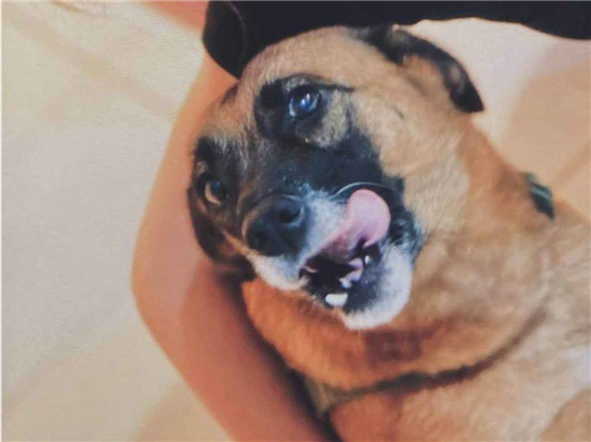 Cachorro cão para adoção Fêmea Médio  4 anos 