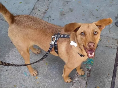 Cao SRD-ViraLata Medio 1-ano