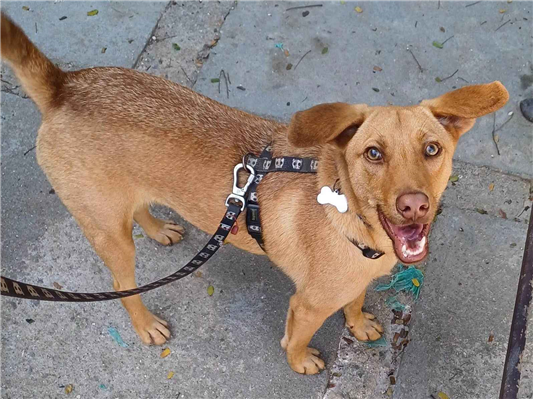 Cachorro cão para adoção Macho Médio  1 ano 