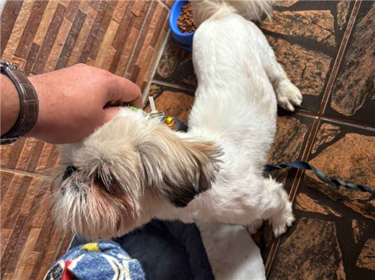 Cachorro cão para adoção Macho Pequeno 1 ano 