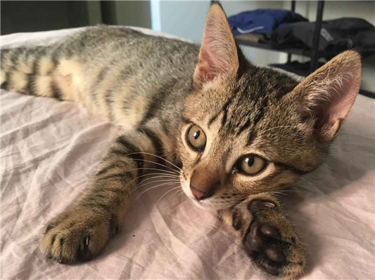 Gato para adoção Macho Pequeno 2 a 6 meses