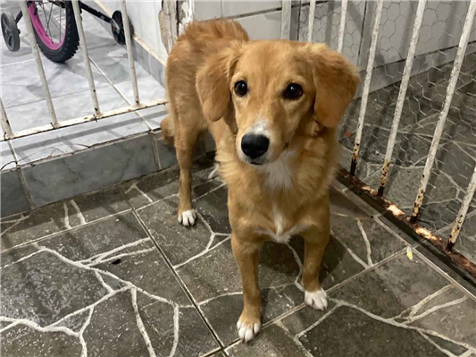 Cachorro cão para adoção Fêmea Médio  1 ano 