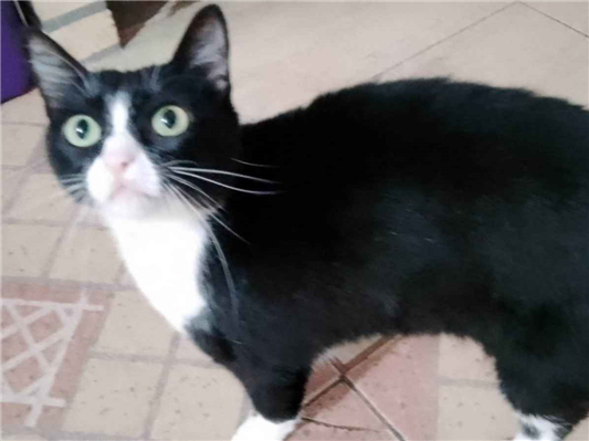 Gato para adoção Fêmea Médio 3 anos