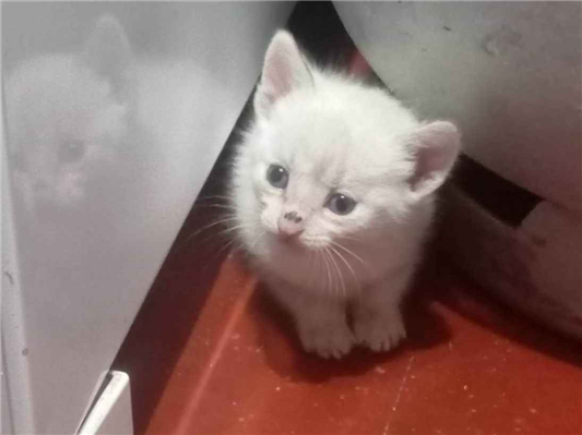 Gato para adoção Ambos Pequeno 2 a 6 meses