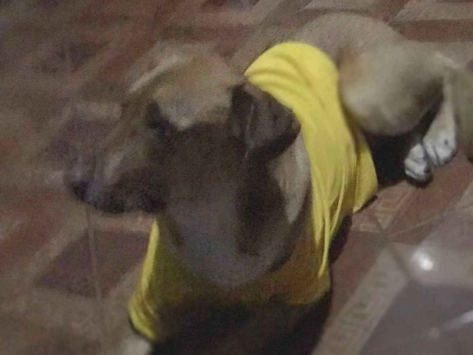 Cachorro cão para adoção Fêmea Médio  2 a 6 meses 