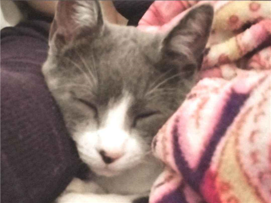 Gato Procura-Perdido Macho Pequeno 7 a 11 meses 