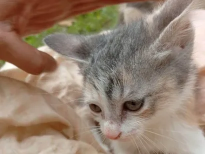 Gato SRD-ViraLata Pequeno 2-a-6-meses