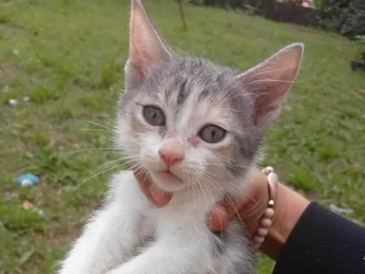 Gato SRD-ViraLata Pequeno 2-a-6-meses