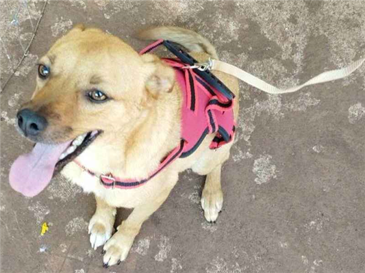 Cachorro cão para adoção Macho Médio  2 anos 