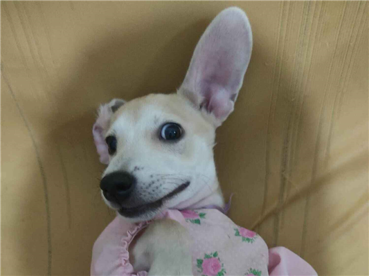 Cachorro cão para adoção Fêmea Médio  2 a 6 meses 