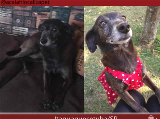 Cao Procura-Perdido Fêmea Médio 6 anos Acima 
