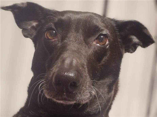 Cachorro cão para adoção Macho Médio  3 anos 
