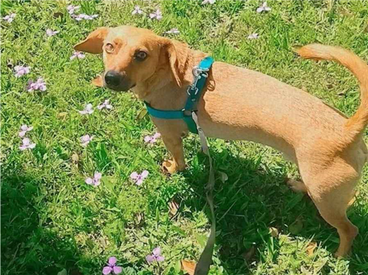 Cachorro cão para adoção Macho Médio  2 anos 