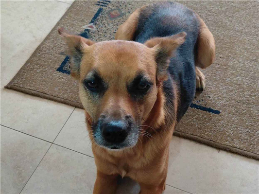 Cachorro cão para adoção Fêmea Médio  6 anos Acima 