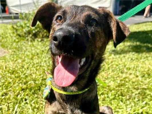 Cachorro cão para adoção Macho Médio  2 anos 