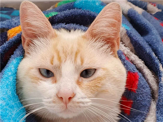 Gato para adoção Macho Médio 1 ano