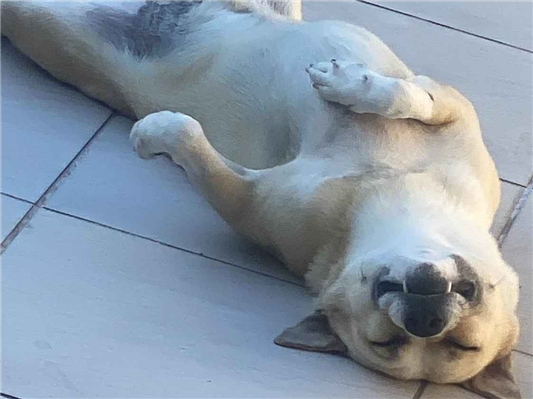 Cachorro cão para adoção Macho Médio  3 anos 