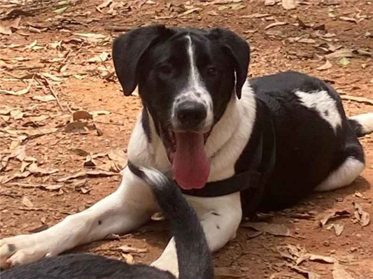 Cachorro cão para adoção Macho Grande 7 a 11 meses 