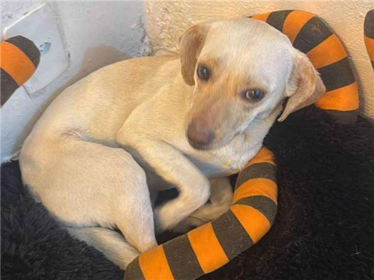 Cachorro cão para adoção Fêmea Médio  1 ano 