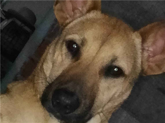 Cachorro cão para adoção Macho Médio  1 ano 