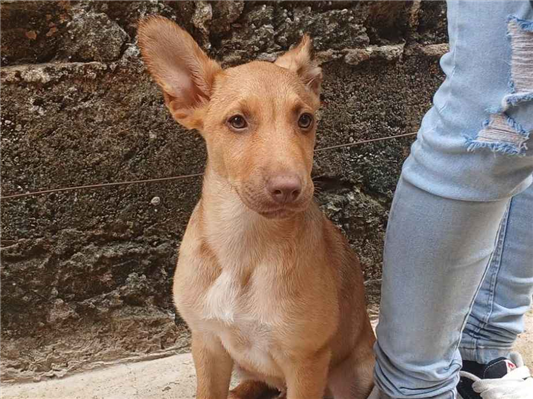 Cao - Macho Médio2 a 6 meses