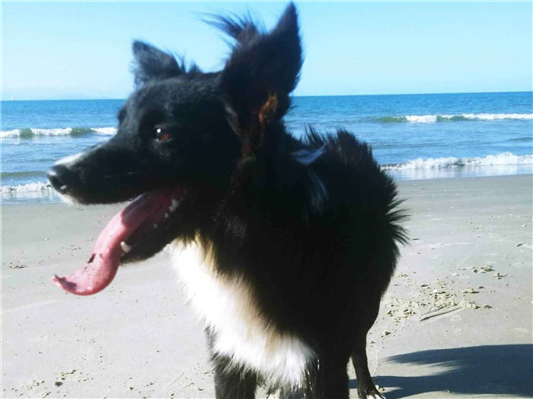 Cao Procura-Perdido Fêmea Médio 3 anos 