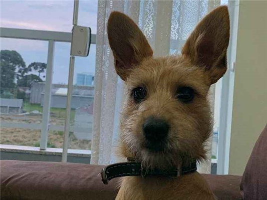 Cachorro cão para adoção Fêmea Médio  7 a 11 meses 