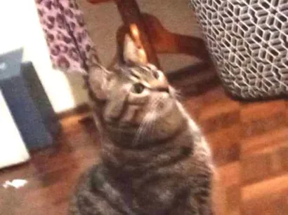 Gato SRD-ViraLata Medio 3-anos