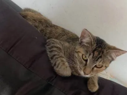 Gato Siamês Medio 2-anos