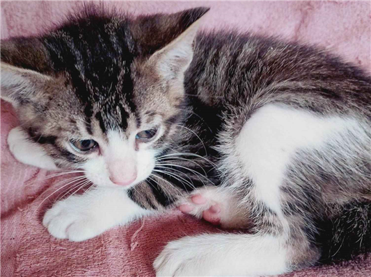 Gato para adoção Macho Pequeno Abaixo de 2 meses