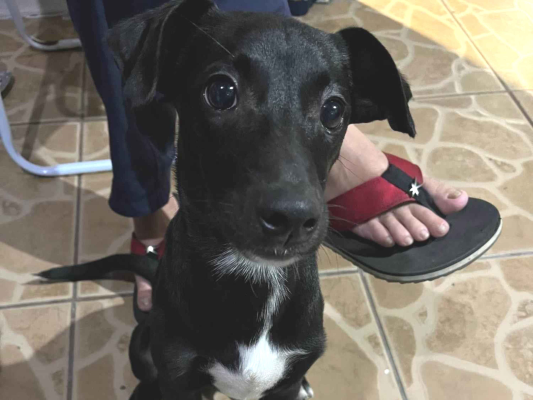 Cachorro cão para adoção Macho Grande 7 a 11 meses 