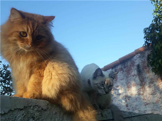 Gato para adoção Ambos Médio 3 anos