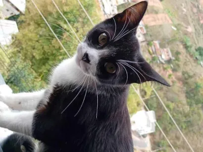 Gato SRD-ViraLata Medio 2-a-6-meses