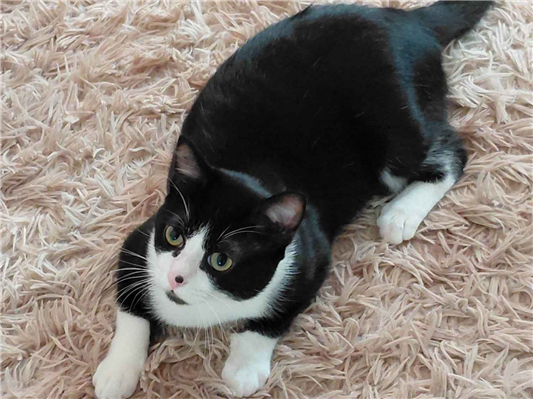 Gato para adoção Macho Pequeno 7 a 11 meses