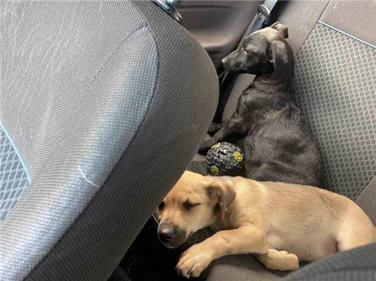 Cachorro cão para adoção Ambos Pequeno Abaixo de 2 meses 