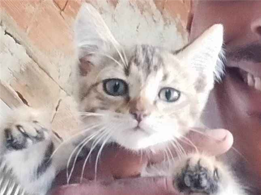Gato para adoção Fêmea Pequeno Abaixo de 2 meses