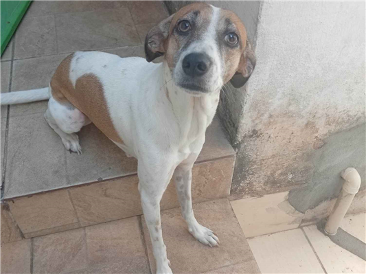 Cachorro cão para adoção Fêmea Médio  4 anos 