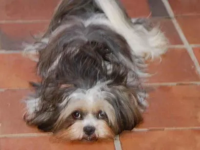 Cao Lhasa Apso Pequeno 6-anos-Acima