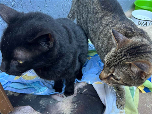 Gato para adoção Fêmea Médio 5 anos