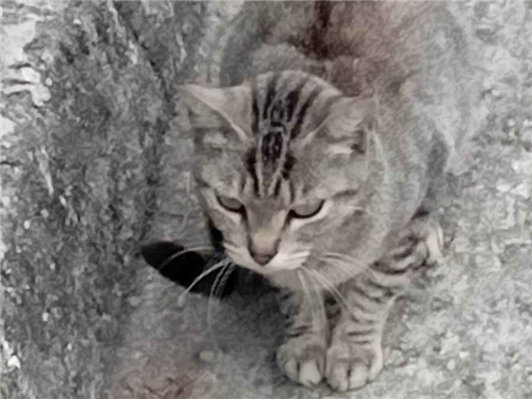 Gato para adoção Ambos Pequeno 2 a 6 meses