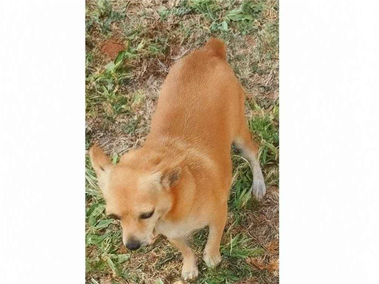 Cao Procura-Perdido Fêmea Pequeno 6 anos Acima 