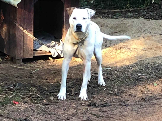 Cachorro cão para adoção Fêmea Médio  2 anos 