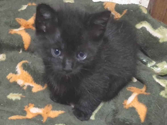 Gato para adoção Macho Pequeno 2 a 6 meses