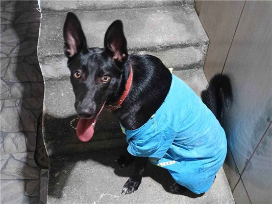 Cachorro cão para adoção Fêmea Médio  1 ano 